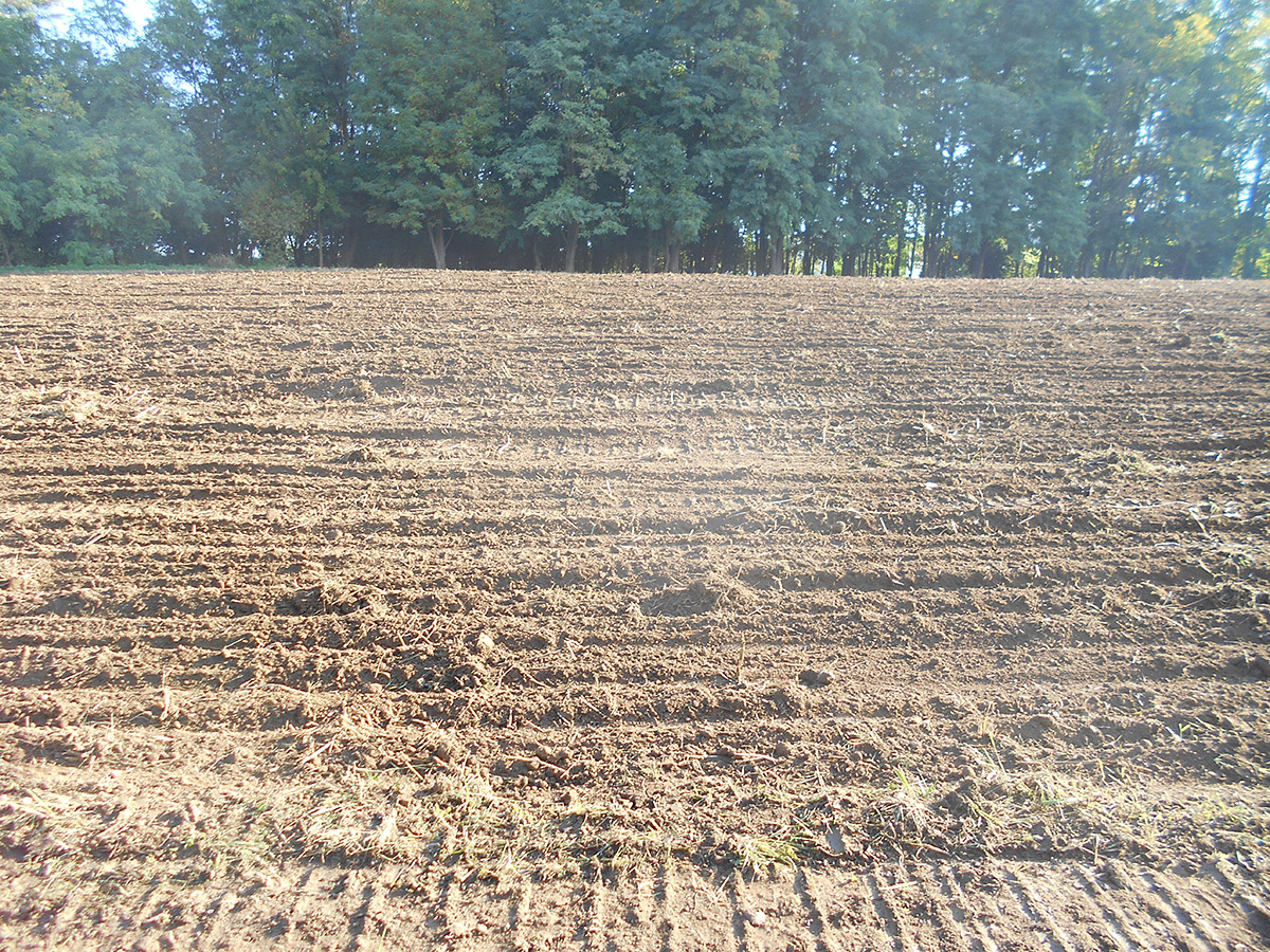 Sistemazioni agrarie e nuovi impianti